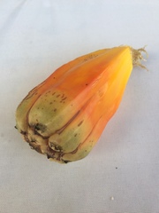 Angiospermae