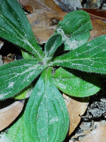 Image of Lithospermum virginianum by (c) Scott Allen Davis, some rights reserved (CC BY)