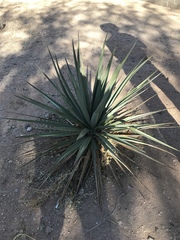 Agave × ajoensis
