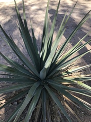 Agave × ajoensis