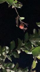 Magnoliopsida