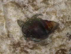 Diogenes brevirostris