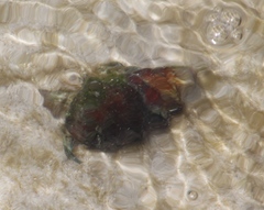 Diogenes brevirostris