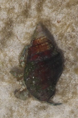 Diogenes brevirostris