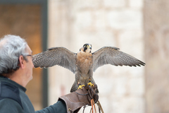 Falco peregrinus