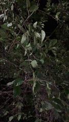 Magnoliopsida