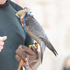 Falco peregrinus