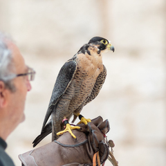 Falco peregrinus