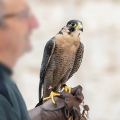 Falco peregrinus