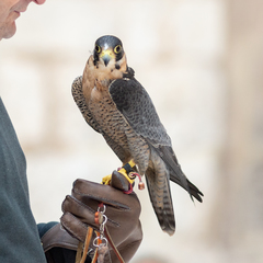 Falco peregrinus