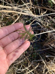 Proserpinaca pectinata