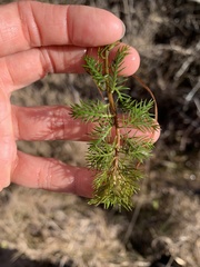 Proserpinaca pectinata