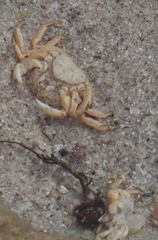 Cyclograpsus punctatus