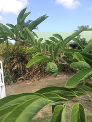 Annona squamosa