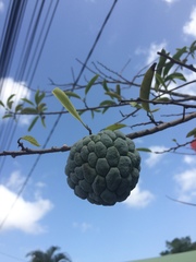 Annona squamosa