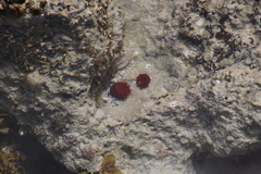 Actinia ebhayiensis