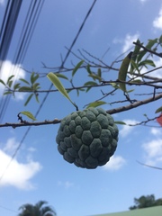 Annona squamosa