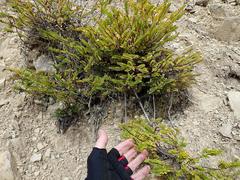 Veronica vernicosa
