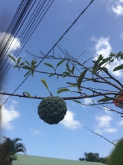 Annona squamosa