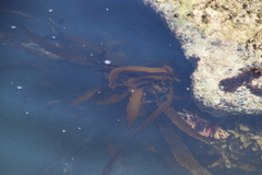 Ecklonia
