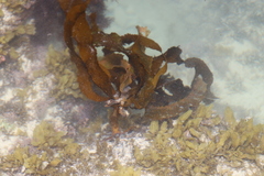Ecklonia