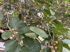 Cordia dichotoma