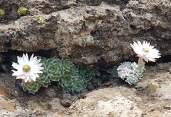 Helichrysum milfordiae