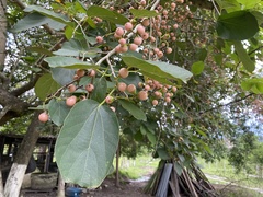 Cordia dichotoma