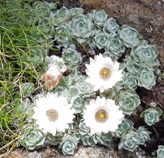 Helichrysum milfordiae