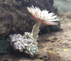 Helichrysum milfordiae