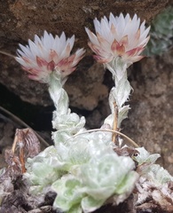 Helichrysum milfordiae