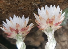 Helichrysum milfordiae