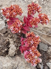 Crassula natalensis