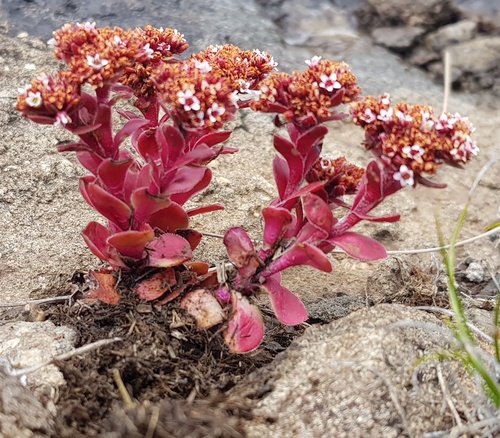 Crassula natalensis