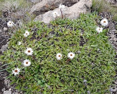 Helichrysum marginatum