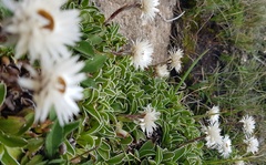 Helichrysum marginatum