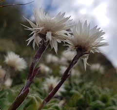 Helichrysum marginatum