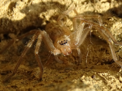 Eusparassus walckenaeri