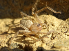 Eusparassus walckenaeri