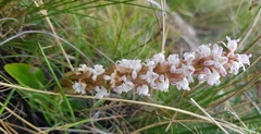Satyrium neglectum