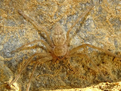 Eusparassus walckenaeri