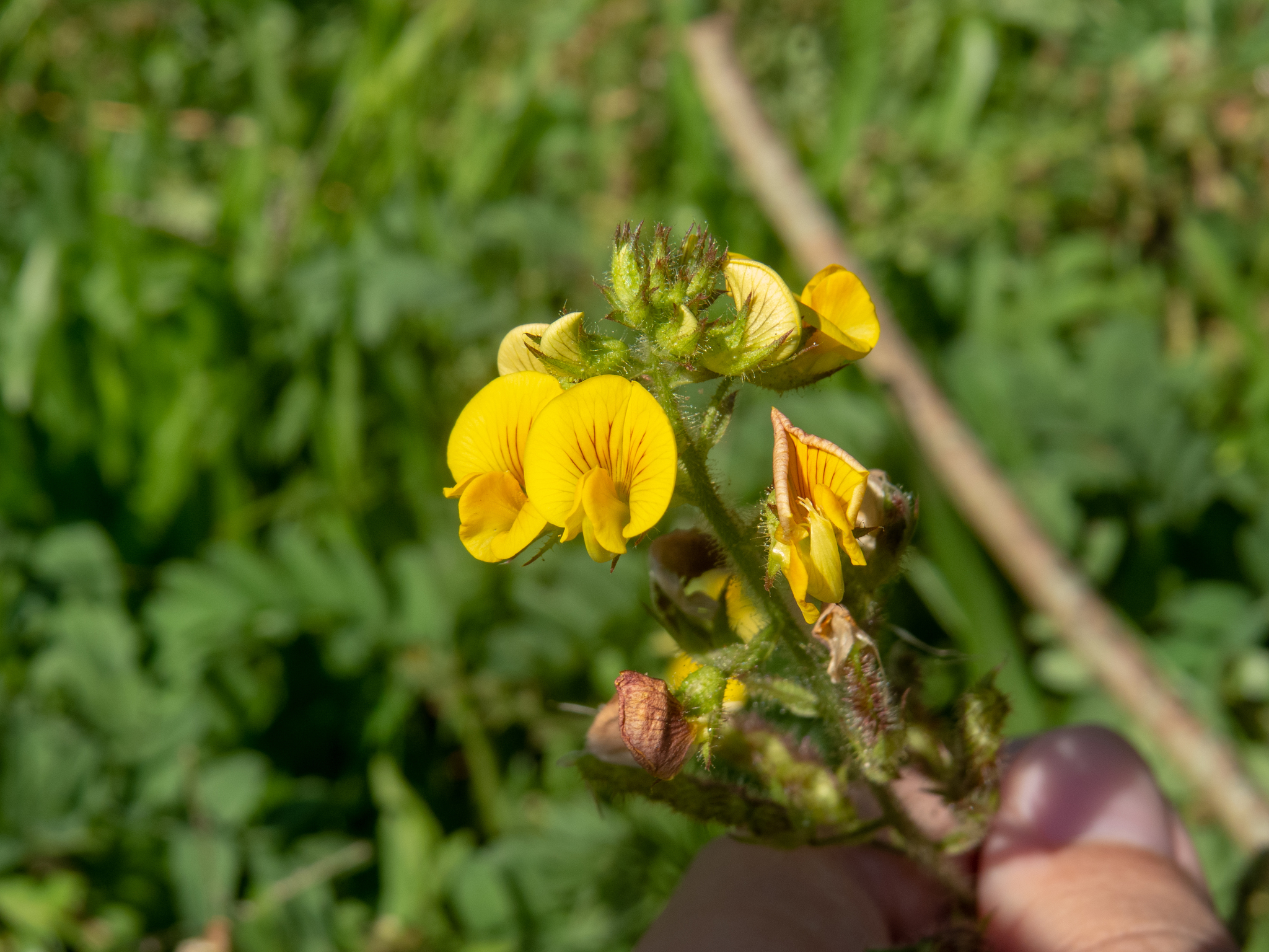 Adesmia latifolia