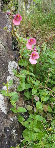 Diascia barberae, photograph 6