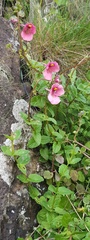 Diascia barberae, photograph (c) Suvarna Parbhoo Mohan, some rights reserved (CC BY-SA)