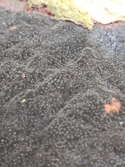 Biscogniauxia nummularia