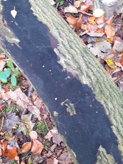 Biscogniauxia nummularia