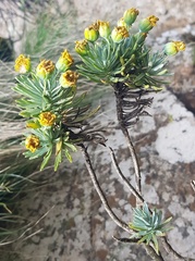 Senecio saniensis