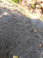 Biscogniauxia nummularia