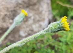 Senecio saniensis