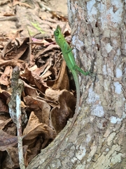 Anolis richardii